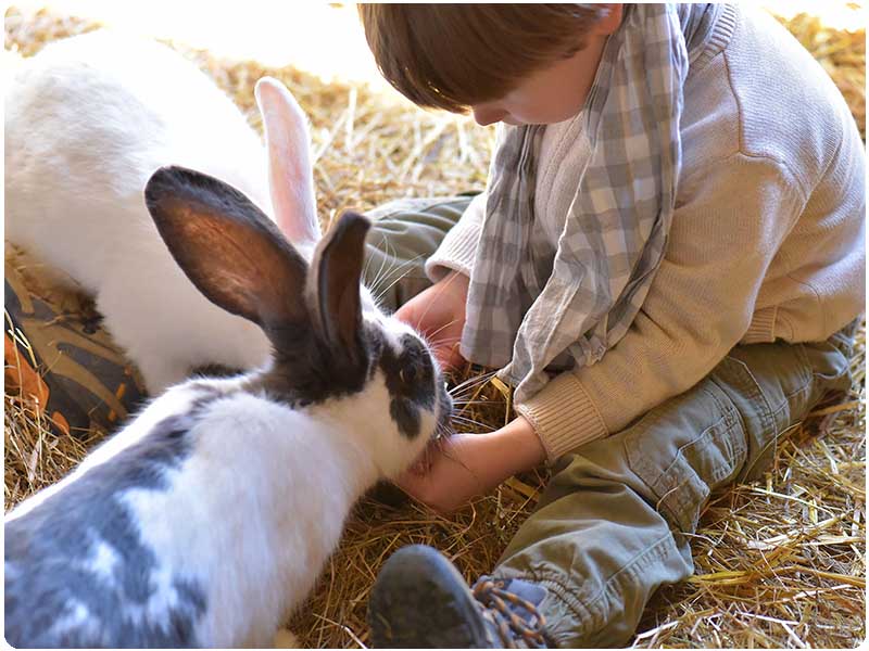 Les animaux de la ferme, activités pour enfants.